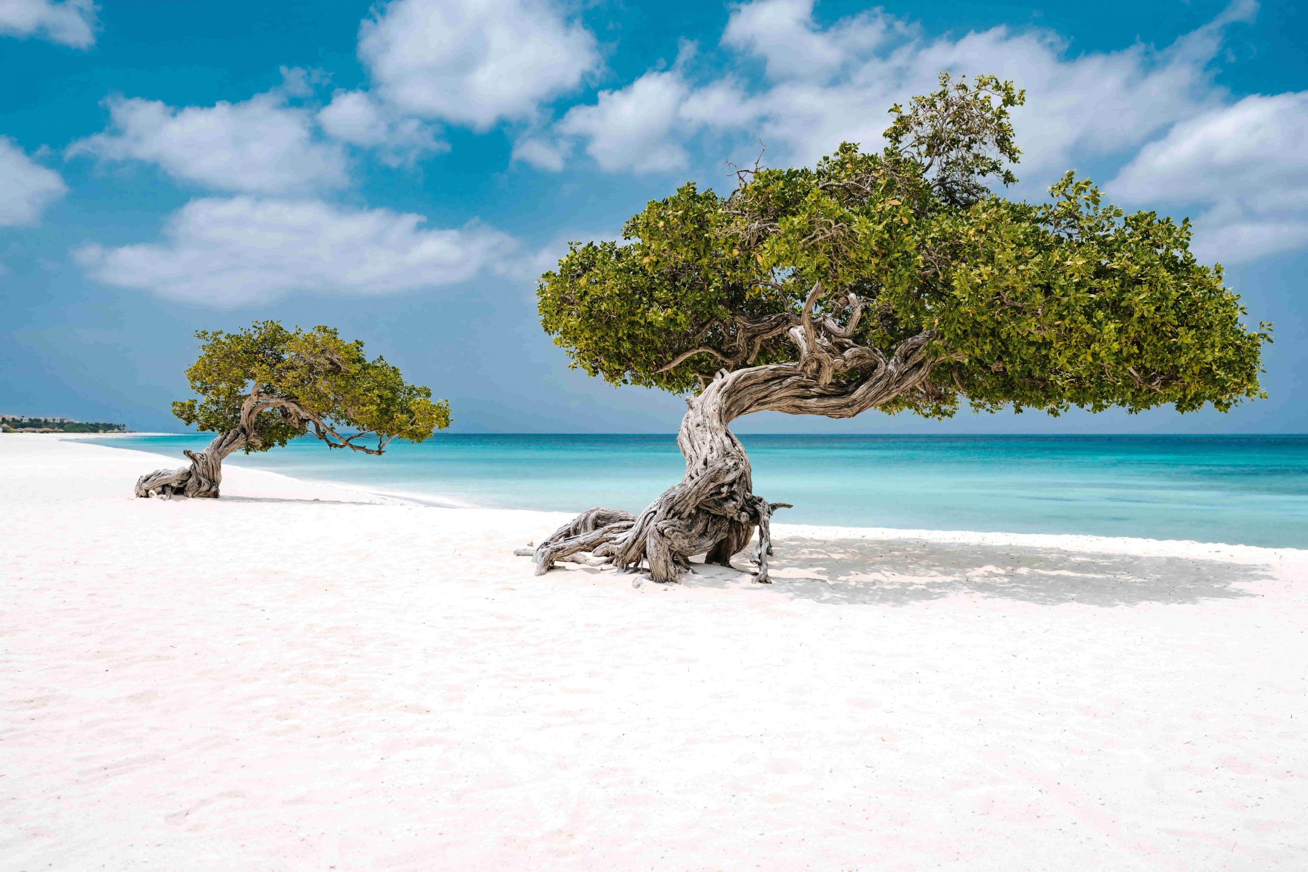 Fofoti Trees at Eagle Beach Aruba